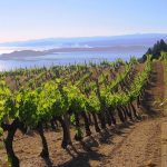 vineyard-greekexperience_wine-tours
