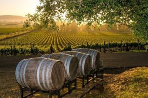 Private Wine Tasting & Vineyard Tour in Kefalonia